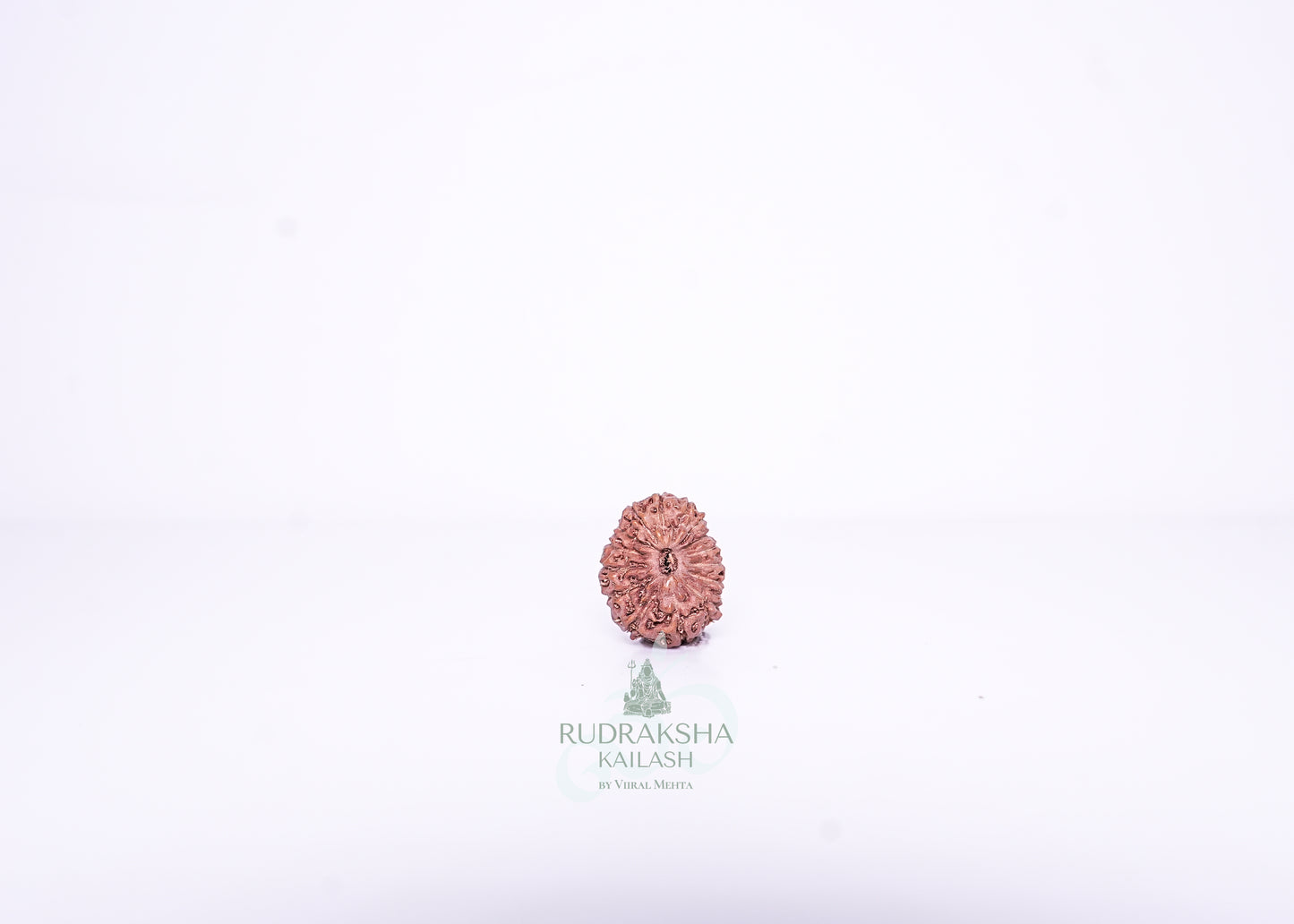 14 Mukhi Indonesian Rudraksha - 1409