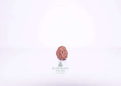 14 Mukhi Indonesian Rudraksha - 1409