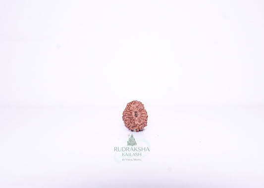 14 Mukhi Indonesian Rudraksha - 1409