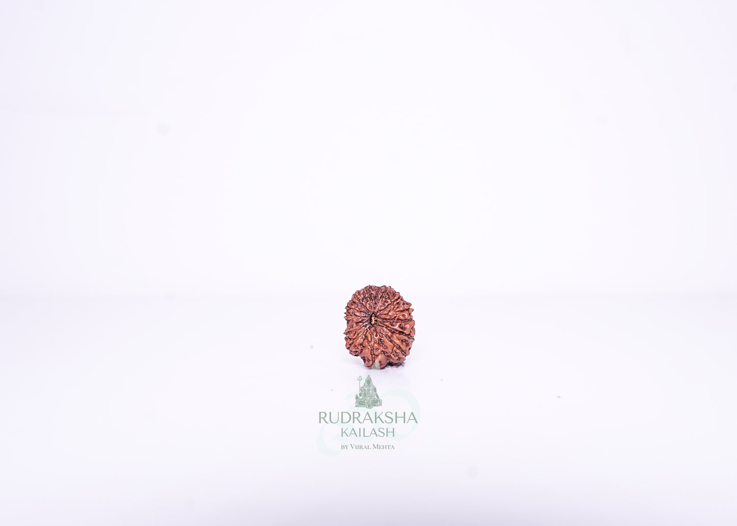 14 Mukhi Indonesian Rudraksha - 1410