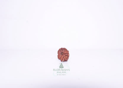 14 Mukhi Indonesian Rudraksha - 1410