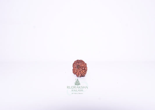 14 Mukhi Indonesian Rudraksha - 1410