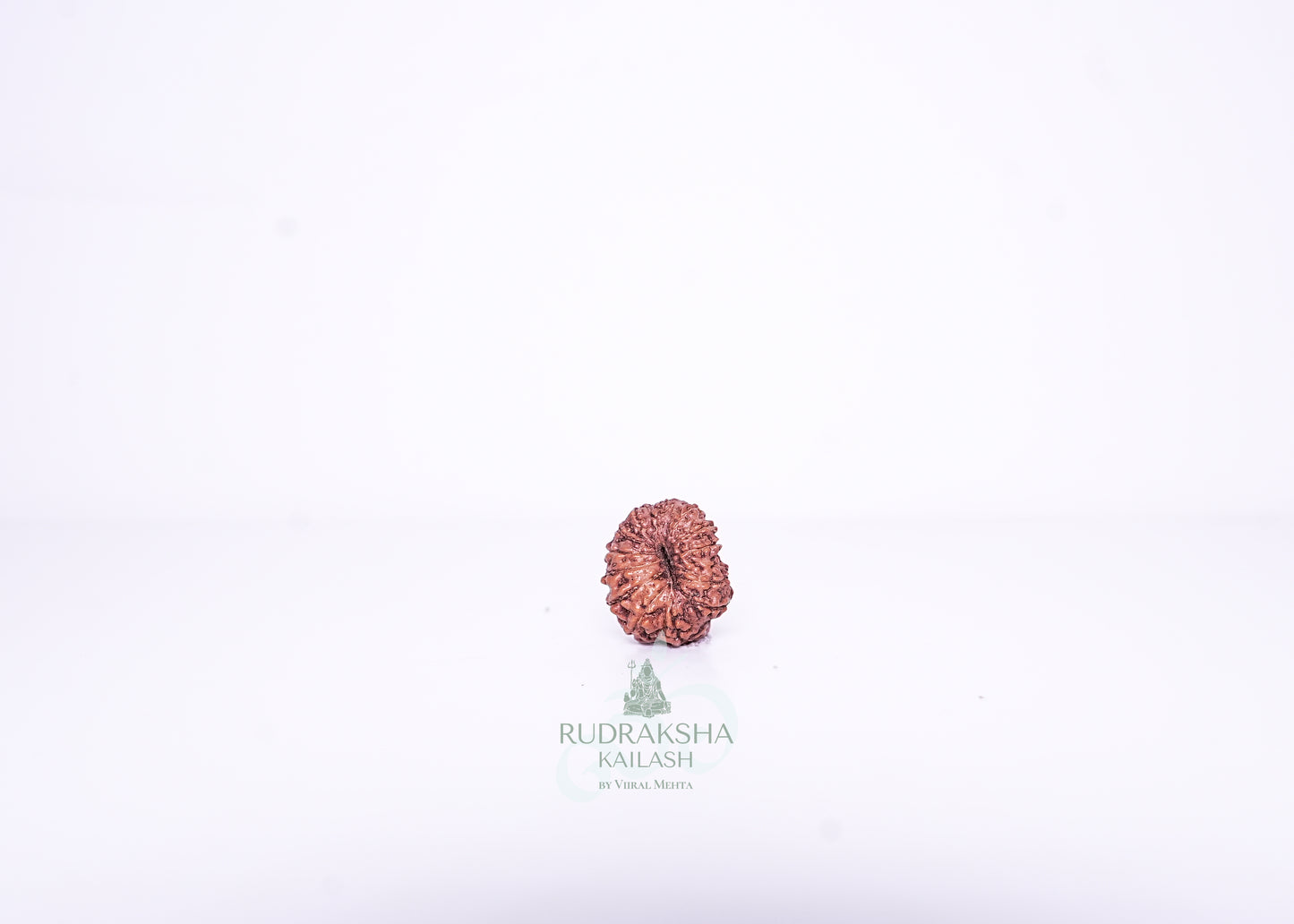 14 Mukhi Indonesian Rudraksha - 1410