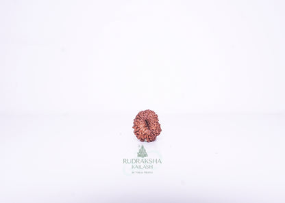 14 Mukhi Indonesian Rudraksha - 1410