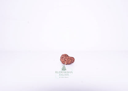 14 Mukhi Indonesian Rudraksha - 1410