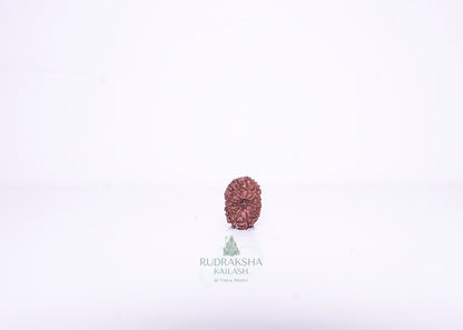 14 Mukhi Indonesian Rudraksha - 1411