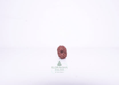 14 Mukhi Indonesian Rudraksha - 1411