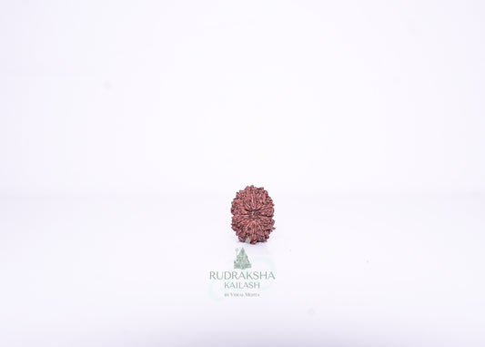 14 Mukhi Indonesian Rudraksha - 1412