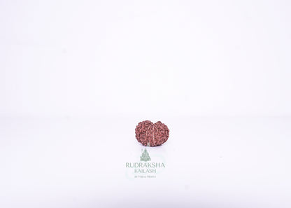 14 Mukhi Indonesian Rudraksha - 1412