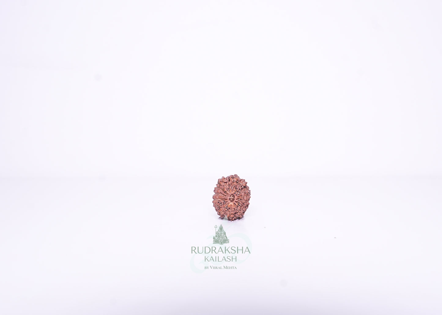 14 Mukhi Indonesian Rudraksha - 1413