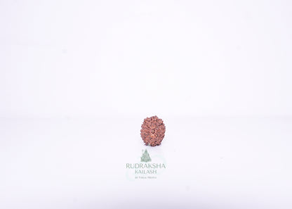 14 Mukhi Indonesian Rudraksha - 1413