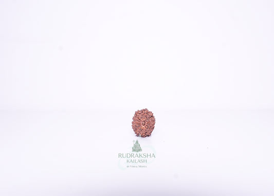 14 Mukhi Indonesian Rudraksha - 1413
