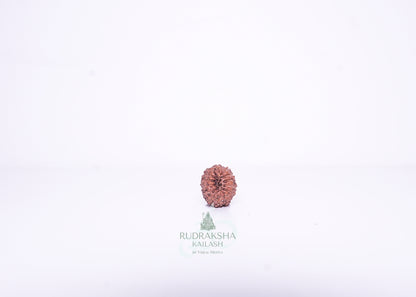 14 Mukhi Indonesian Rudraksha - 1413