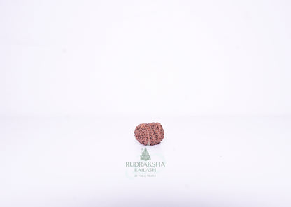 14 Mukhi Indonesian Rudraksha - 1413