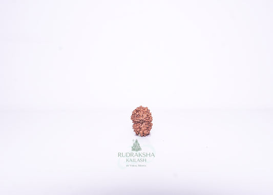 14 Mukhi Indonesian Rudraksha - 1414