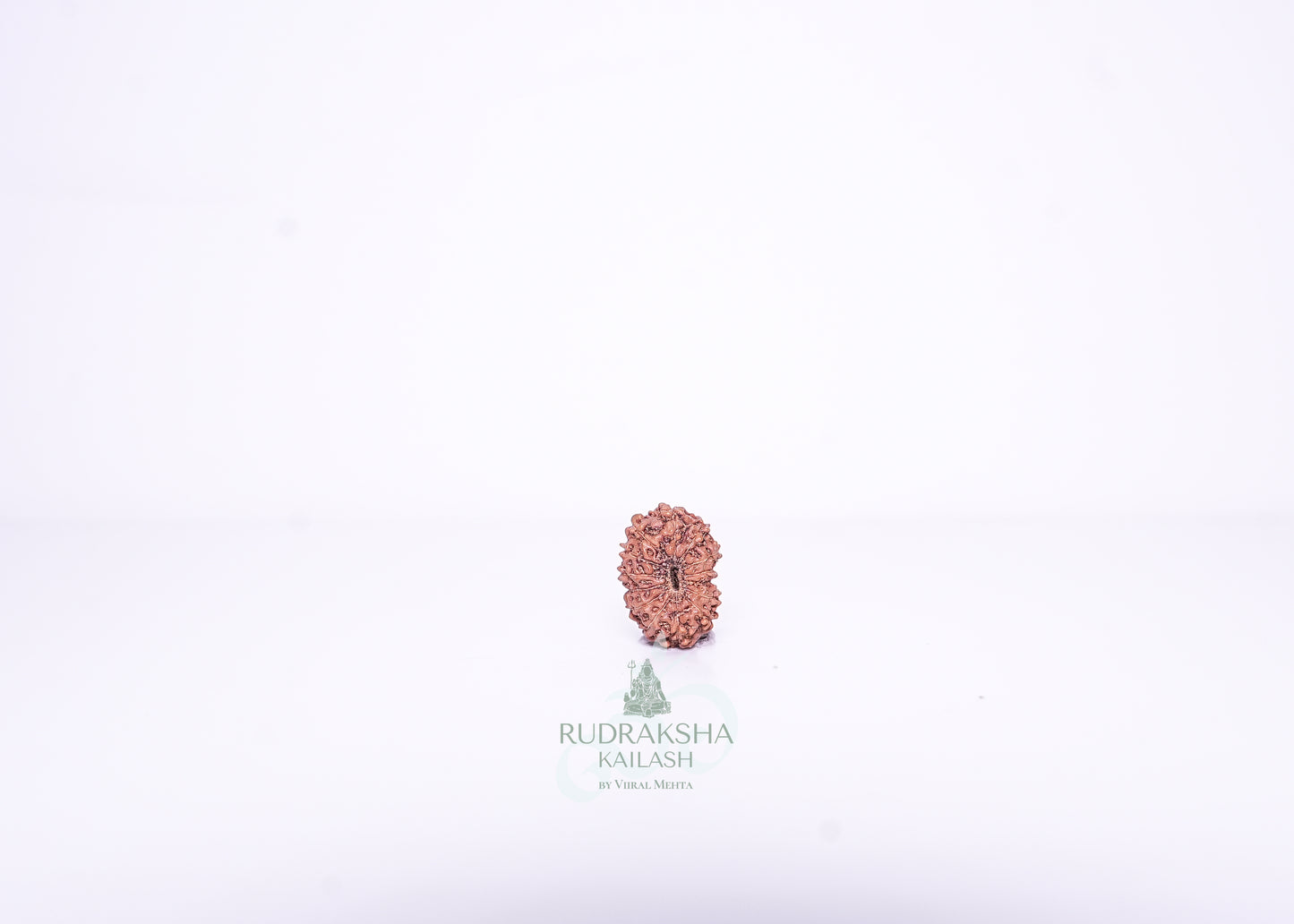 14 Mukhi Indonesian Rudraksha - 1414