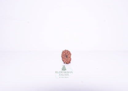 14 Mukhi Indonesian Rudraksha - 1414