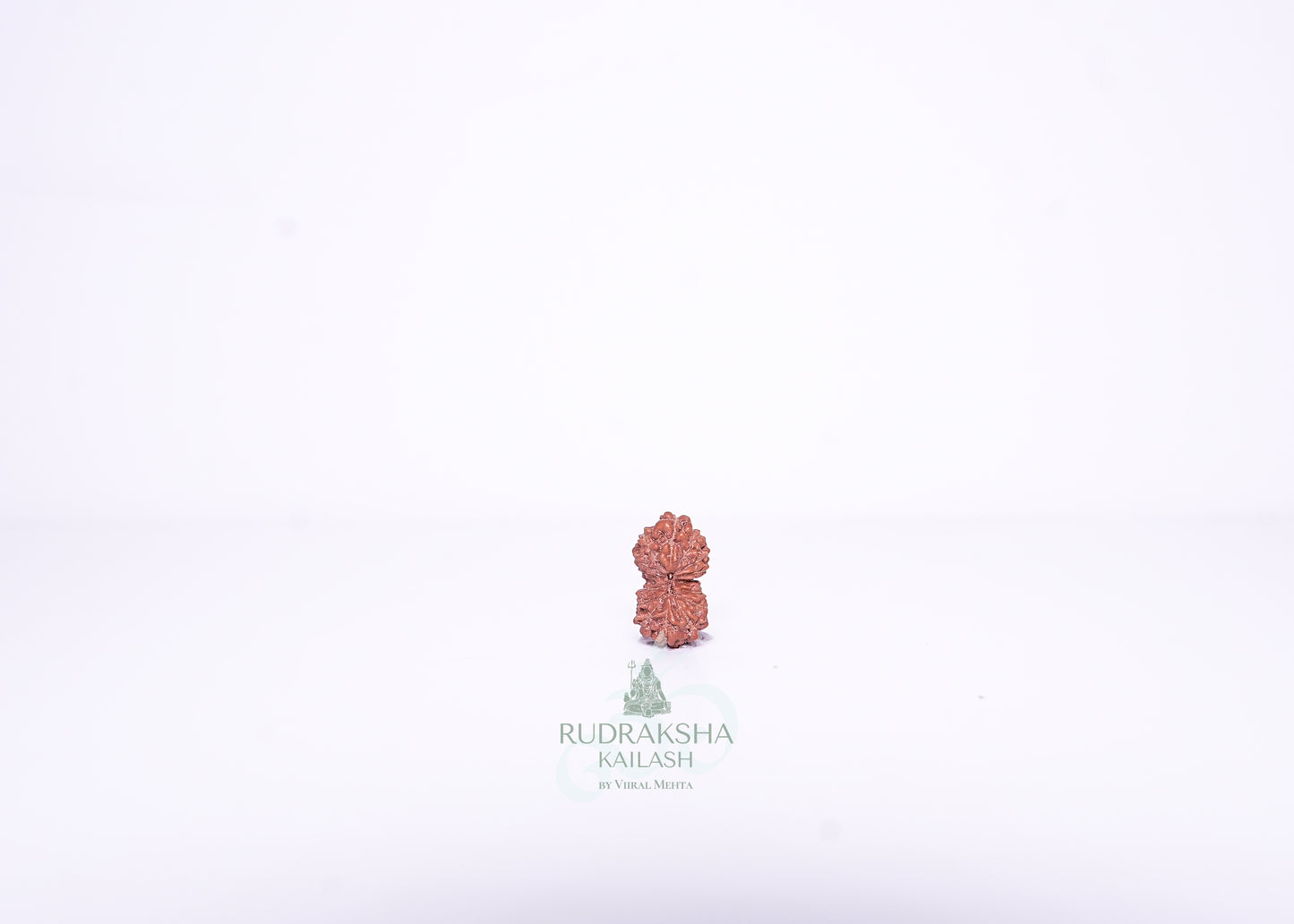 14 Mukhi Indonesian Rudraksha - 1415