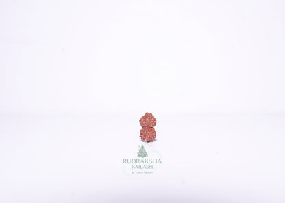 14 Mukhi Indonesian Rudraksha - 1415