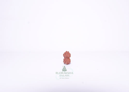 14 Mukhi Indonesian Rudraksha - 1415