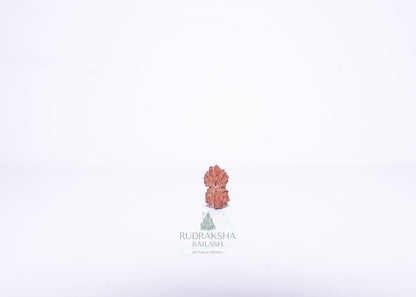 14 Mukhi Indonesian Rudraksha - 1415