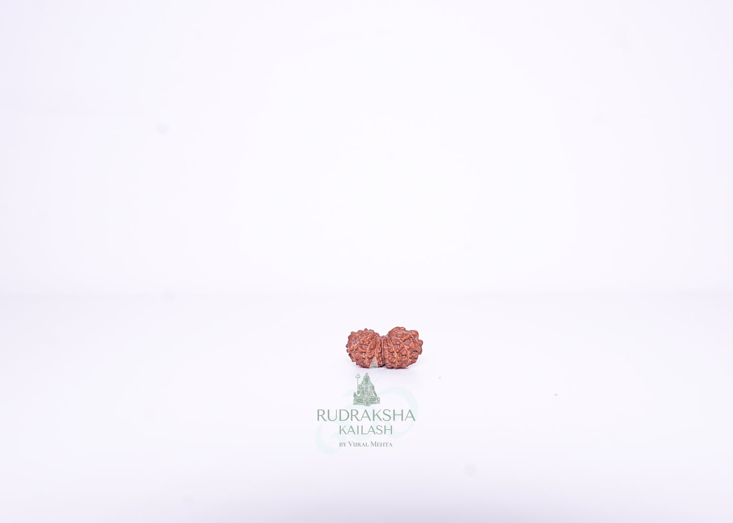 14 Mukhi Indonesian Rudraksha - 1415