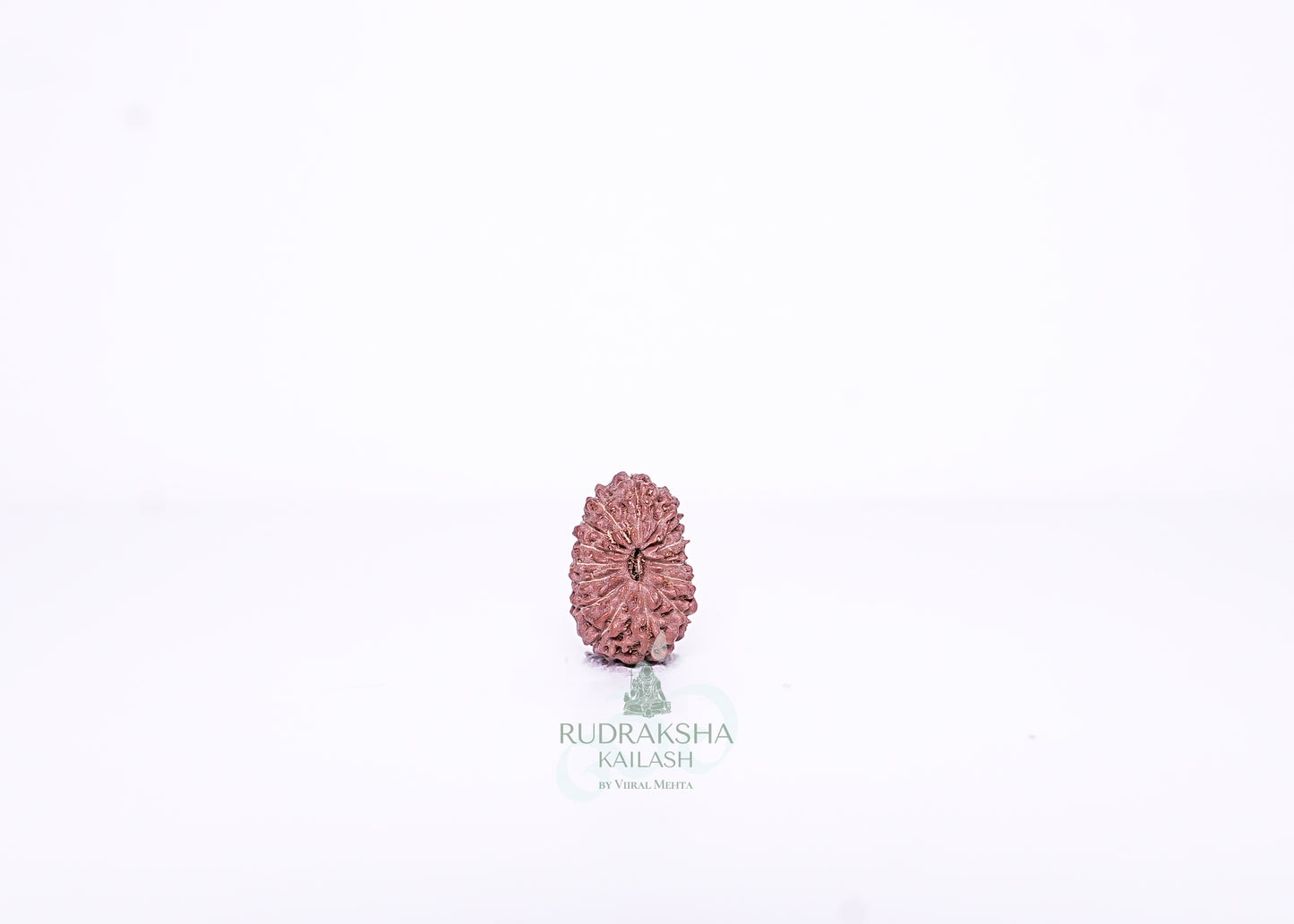 15 Mukhi Indonesian Rudraksha - 1501