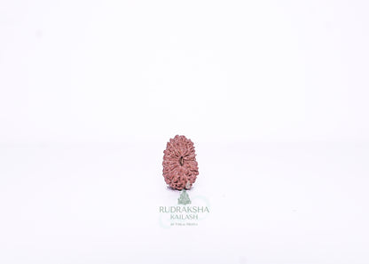 15 Mukhi Indonesian Rudraksha - 1501