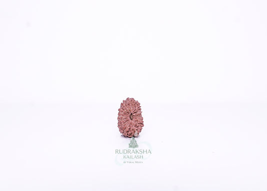15 Mukhi Indonesian Rudraksha - 1501