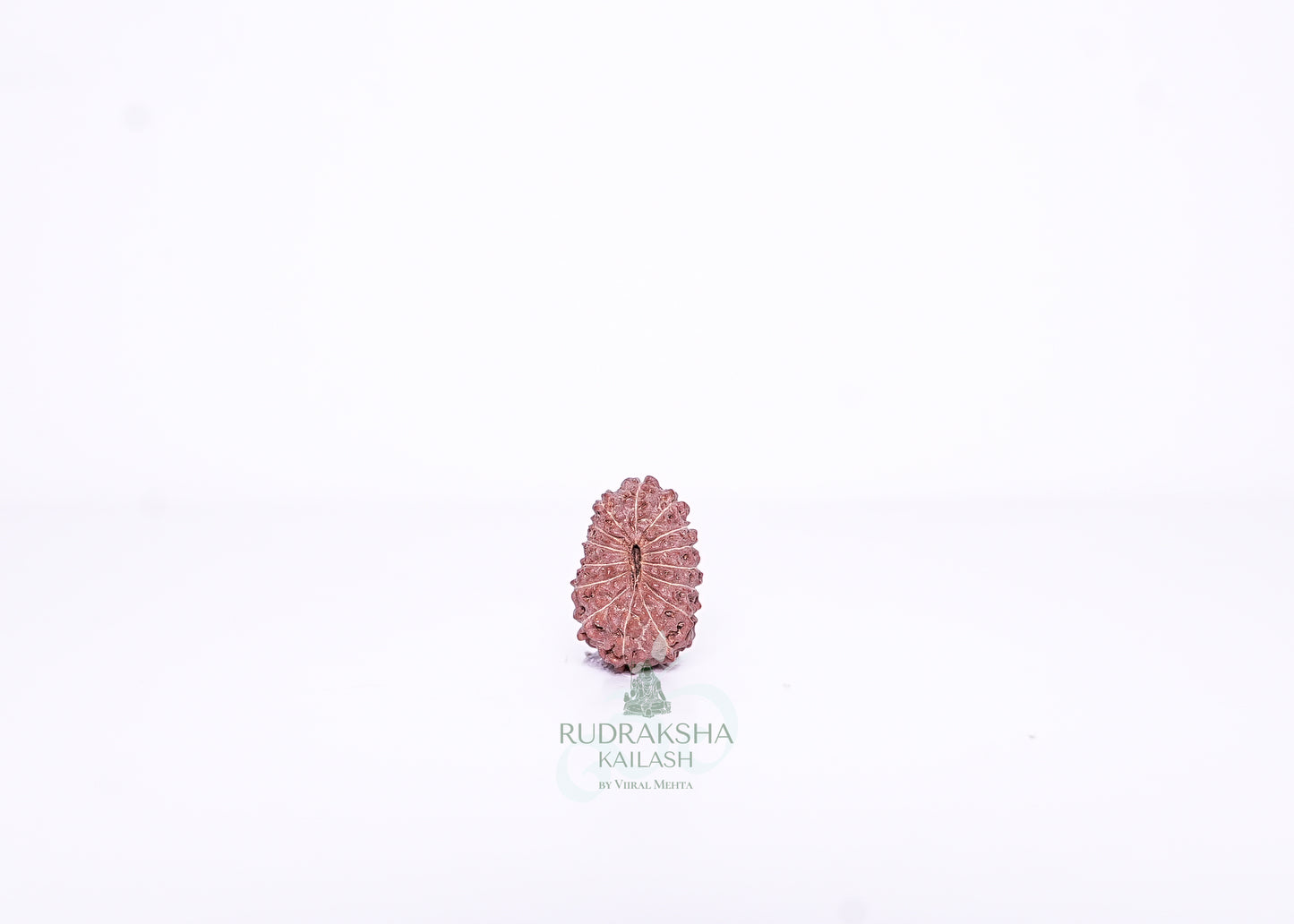 15 Mukhi Indonesian Rudraksha - 1501