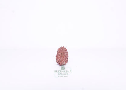 15 Mukhi Indonesian Rudraksha - 1501