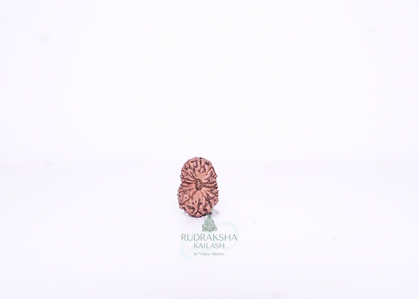 15 Mukhi Indonesian Rudraksha - 1502