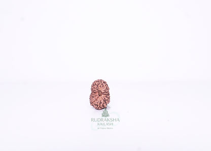 15 Mukhi Indonesian Rudraksha - 1502