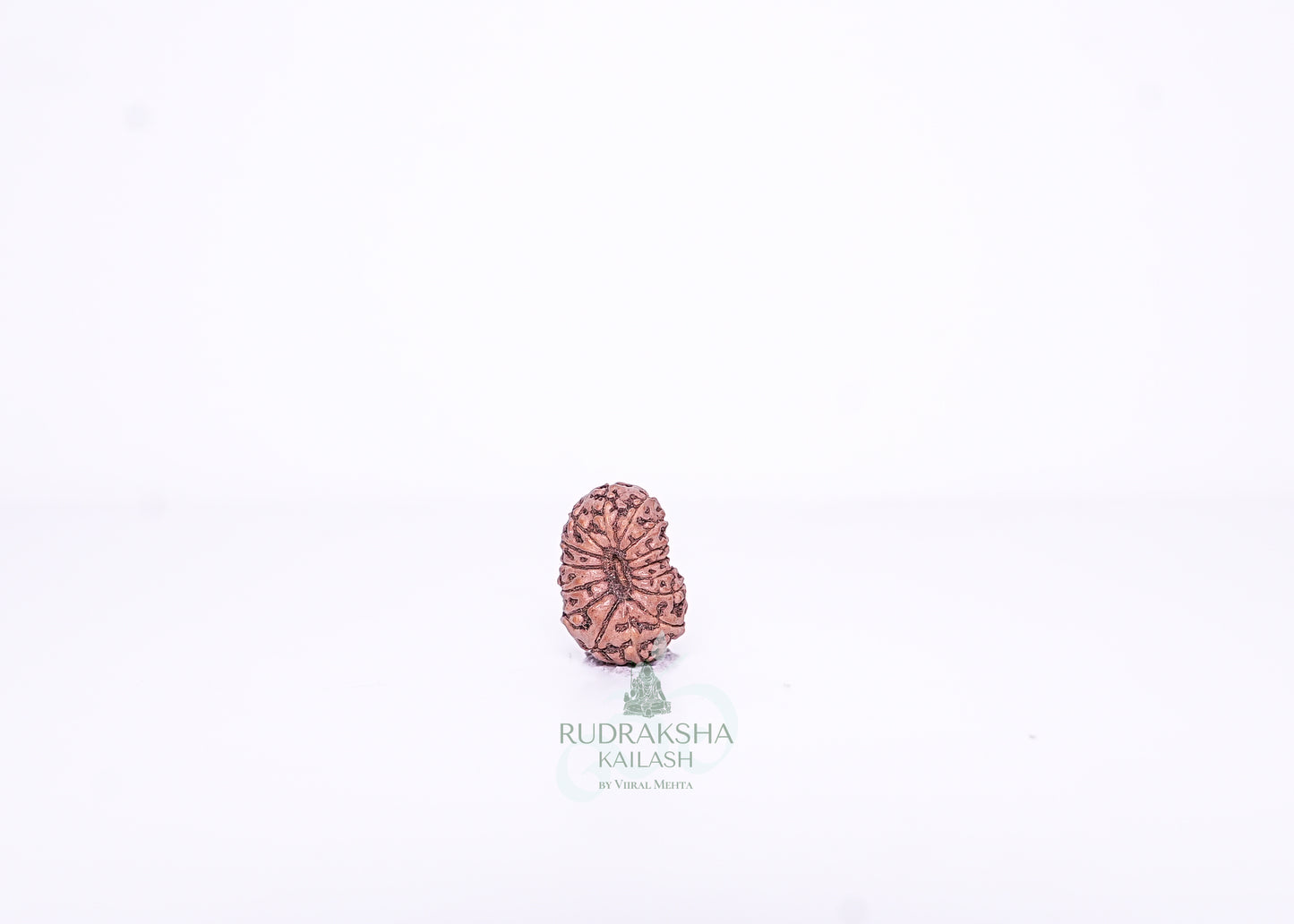15 Mukhi Indonesian Rudraksha - 1502
