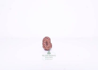 15 Mukhi Indonesian Rudraksha - 1502