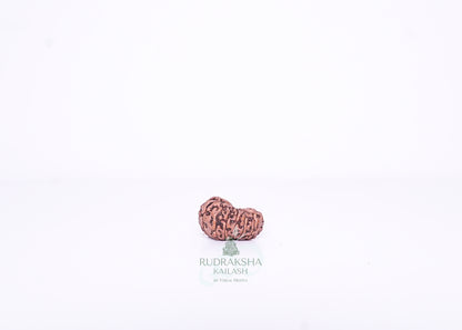 15 Mukhi Indonesian Rudraksha - 1502