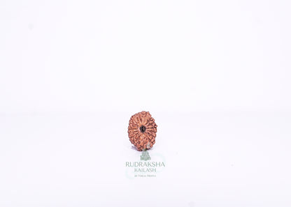 15 Mukhi Indonesian Rudraksha - 1503