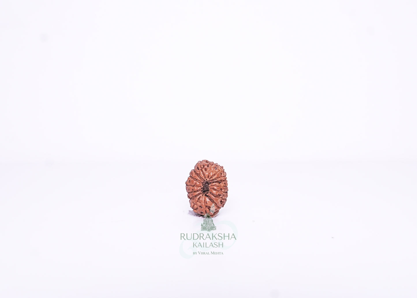 15 Mukhi Indonesian Rudraksha - 1503