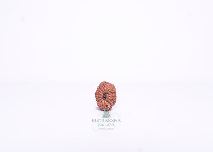 15 Mukhi Indonesian Rudraksha - 1503