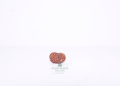 15 Mukhi Indonesian Rudraksha - 1503