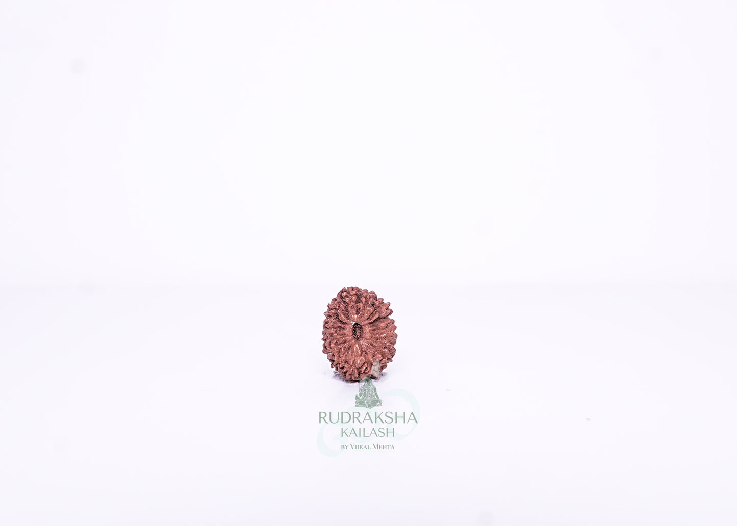 15 Mukhi Indonesian Rudraksha - 1504