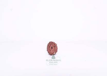 15 Mukhi Indonesian Rudraksha - 1504