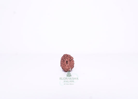 15 Mukhi Indonesian Rudraksha - 1504