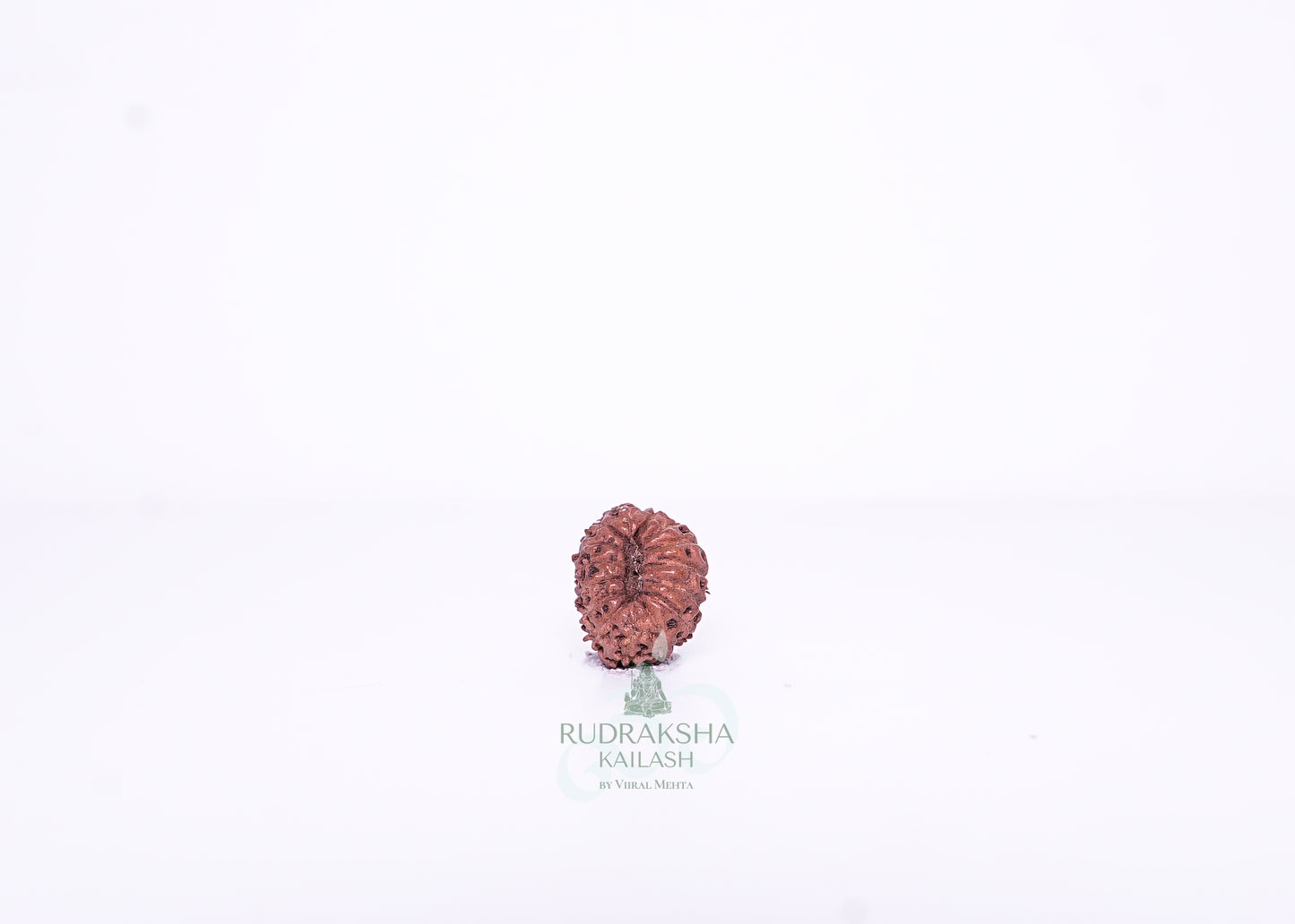15 Mukhi Indonesian Rudraksha - 1504