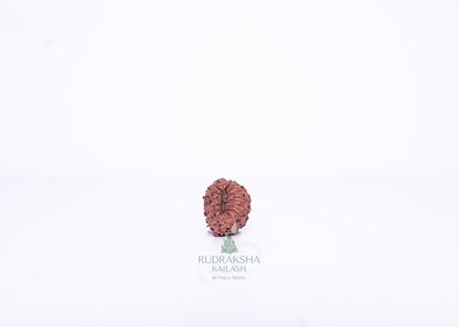 15 Mukhi Indonesian Rudraksha - 1504
