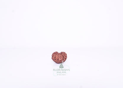 15 Mukhi Indonesian Rudraksha - 1504