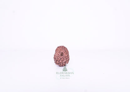 15 Mukhi Indonesian Rudraksha - 1505
