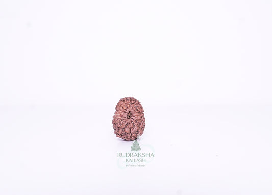 15 Mukhi Indonesian Rudraksha - 1505