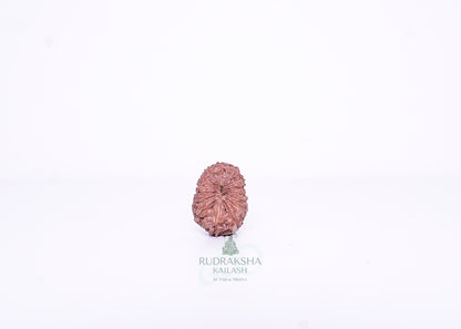 15 Mukhi Indonesian Rudraksha - 1505