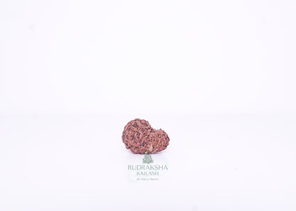 15 Mukhi Indonesian Rudraksha - 1505